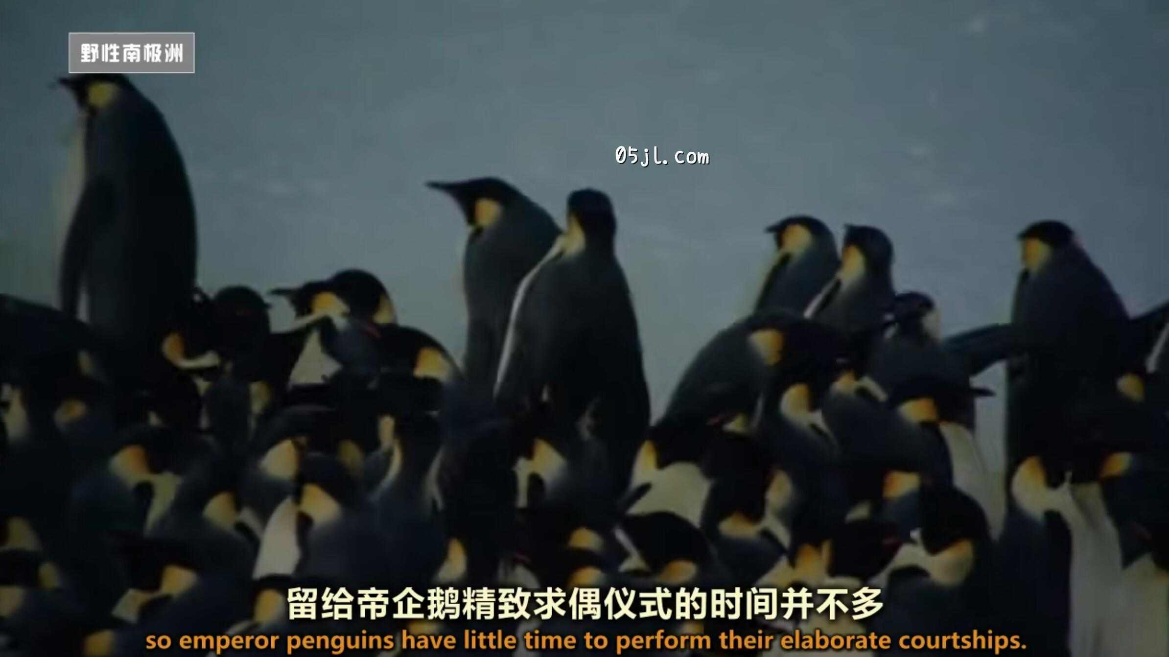 【英语中英字幕】国家地理：野性南极洲之 迎接冬季的帝企鹅 Wild Antarctica &ndash; Emperor Penguins Facing Winter 全1集 超清720P下载图片 No.1